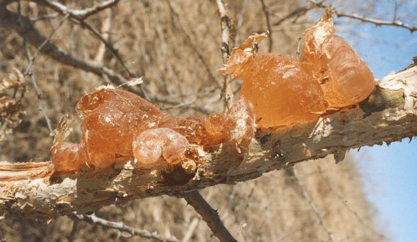 Gum arabic exuding on an acacia branch