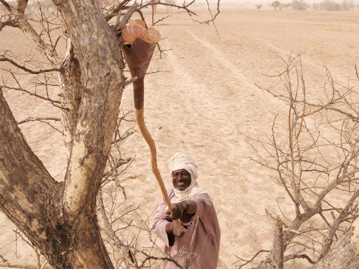 Producer at the acacia, Chadian gum belt