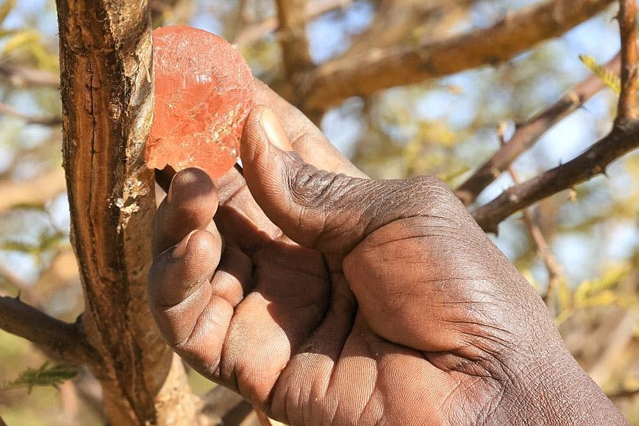 Tapped acacia, gum nodules forming